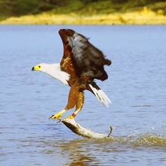 African Fish-Eagle